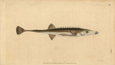 Épinoche de mer, Spinachia spinachia - Edward Donovan