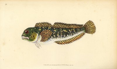 Blennie fluviatile, Lipophrys pholis - Edward Donovan