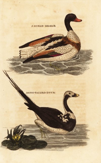 Tadorne de Belon, Tadorna tadorna, et harelde kakawi, Clangula hyemalis - Edward Donovan