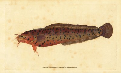Motelle de roche, Gaidropsarus mediterraneus - Edward Donovan