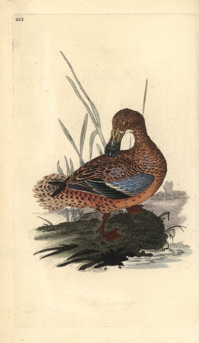 Canard souchet (femelle), Anas clypeata - Edward Donovan