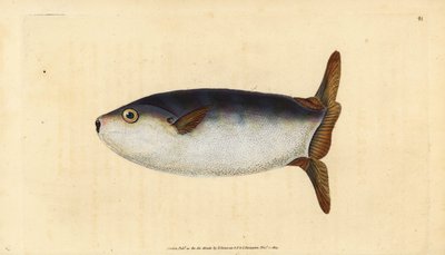 Poisson-lune élancé, Ranzania laevis - Edward Donovan