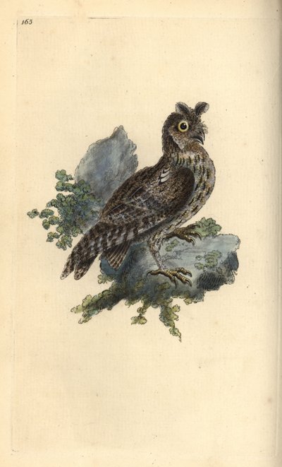 Petite chouette à oreilles ou chouette eurasienne, Strix pulchella (Scops owl, Otus scops?) - Edward Donovan