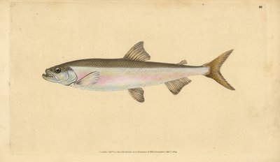 Éperlan, Osmerus eperlanus (Salmo eperlanus) - Edward Donovan