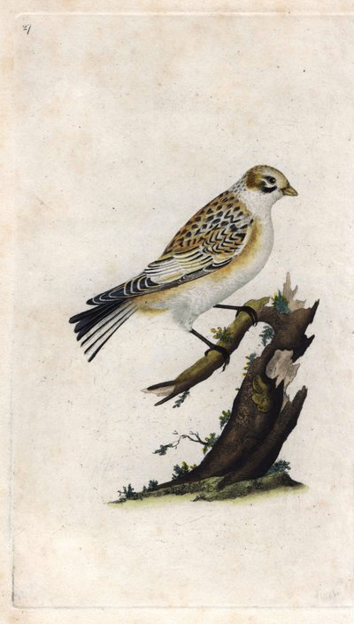 Moineau des neiges. Plectrophenax nivalis (Emberiza nivalis). Gravure en cuivre par Edward Donovan, publiée dans Histoire naturelle des oiseaux britanniques, Londres - Edward Donovan
