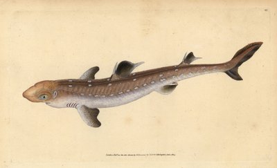 Aiguillat commun, Squalus acanthias - Edward Donovan