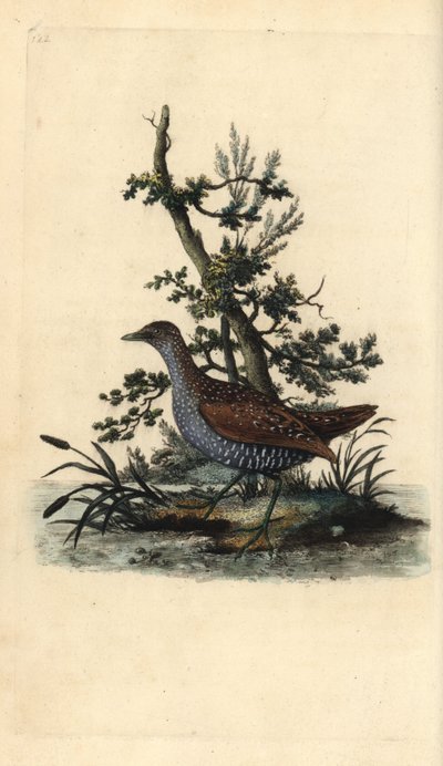 Marouette ponctuée, Porzana porzana - Edward Donovan
