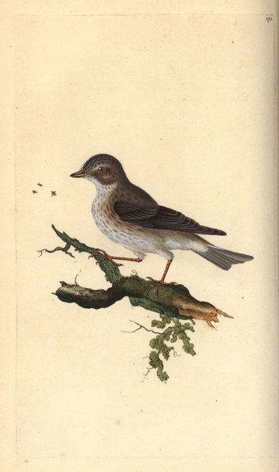 Gobemouche gris, Muscicapa striata - Edward Donovan