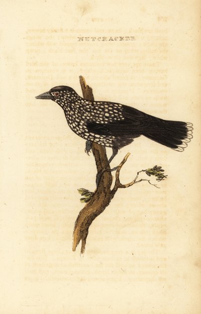 Cassenoix moucheté, Nucifraga caryocatactes - Edward Donovan