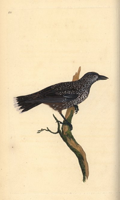 Cassenoix moucheté, Nucifraga caryocatactes. Gravure à la main en cuivre dessinée et gravée par Edward Donovan de son propre "Histoire naturelle des oiseaux britanniques," Londres - Edward Donovan