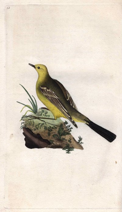 Bergeronnette printanière, Motacilla flava. Gravure en cuivre par Edward Donovan (1768-1837), publiée dans Histoire naturelle des oiseaux britanniques, Londres - Edward Donovan