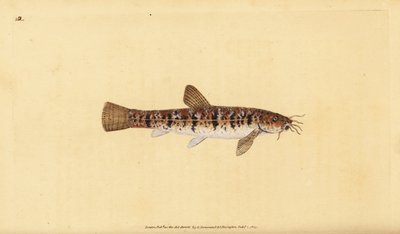 Loche de pierre, Barbatula barbatula (Loche barbue, Cobitis barbatula). Gravure à la main en cuivre dessinée et gravée par Edward Donovan de son Histoire naturelle des poissons britanniques, Donovan et F.C. et J. Rivington, Londres - Edward Donovan