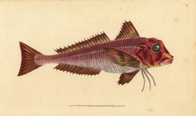 Grondin strié, Trigloporus lastoviza - Edward Donovan