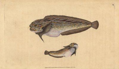 Liparis rayé, Liparis liparis liparis. Gravure à la main en cuivre dessinée et gravée par Edward Donovan de son Histoire naturelle des poissons britanniques, Donovan et F.C. et J. Rivington, Londres - Edward Donovan