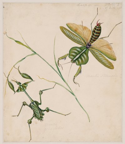Études d