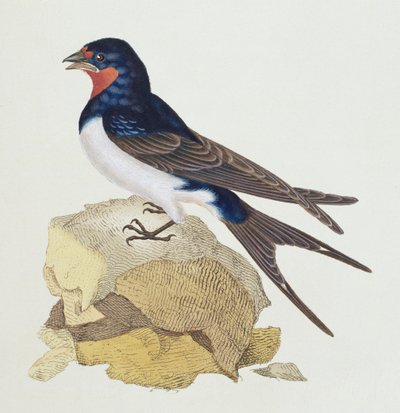 Hirondelle de 