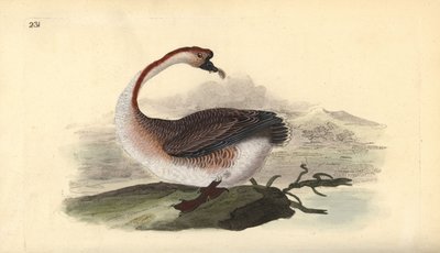 Oie cygnoïde, Anser cygnoides, vulnérable. Gravure à la main en cuivre dessinée et gravée par Edward Donovan de son propre « Histoire naturelle des oiseaux britanniques », Londres - Edward Donovan