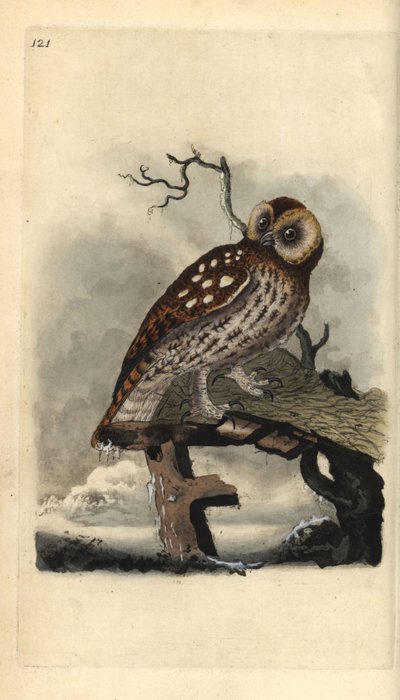 Chouette hulotte, Strix aluco. Gravure à la main en cuivre dessinée et gravée par Edward Donovan de son propre Histoire naturelle des oiseaux britanniques, Londres - Edward Donovan