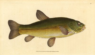 Tanche, Tinca tinca (Cyprinus tinca). Gravure à la main en cuivre dessinée et gravée par Edward Donovan de son Histoire naturelle des poissons britanniques, Donovan et F.C. et J. Rivington, Londres - Edward Donovan