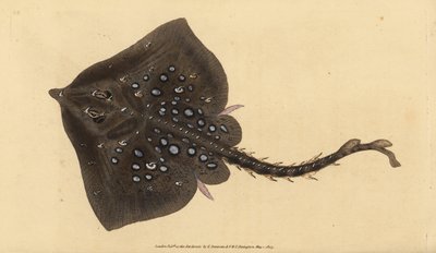 Raie bouclée, Raja clavata. Presque menacée. Gravure à la main en cuivre dessinée et gravée par Edward Donovan de son Histoire naturelle des poissons britanniques, Donovan et F.C. et J. Rivington, Londres - Edward Donovan