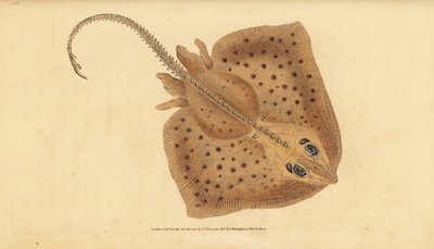 Raie bouclée, Raja clavata. Presque menacée. Raie rugueuse, Raja rubus. Gravure à la main en cuivre dessinée et gravée par Edward Donovan de son Histoire naturelle des poissons britanniques, Donovan et F.C. et J. Rivington, Londres - Edward Donovan