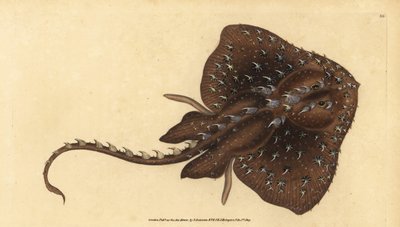 Raie épineuse, Amblyraja radiata. Gravure à la main par Edward Donovan de son Histoire naturelle des poissons britanniques - Edward Donovan