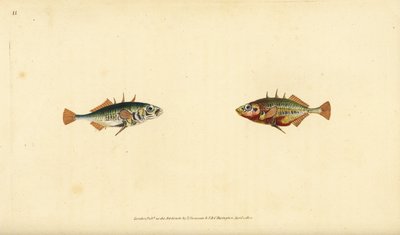 Épinoche à trois épines, Gasterosteus aculeatus - Edward Donovan