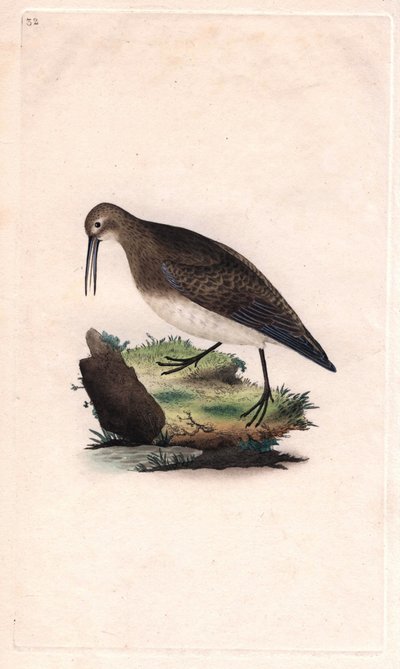 Bécasseau minuscule. Calidris minutilla (Tringa cinclus). Gravure sur cuivre publiée dans Histoire naturelle des oiseaux britanniques, Londres - Edward Donovan