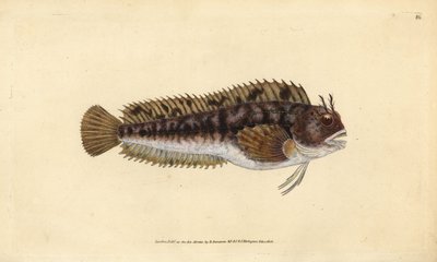 Blennie gattorugine, Parablennius gattorugine. Gravure à la main en cuivre dessinée et gravée par Edward Donovan de son Histoire naturelle des poissons britanniques, Donovan et F.C. et J. Rivington, Londres - Edward Donovan
