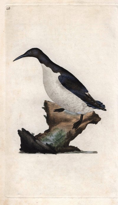 Guillemot de Troïl. Uria aalge (Colymbus troile). Gravure en cuivre par Edward Donovan (1768-1837), publiée dans Histoire naturelle des oiseaux britanniques, Londres - Edward Donovan