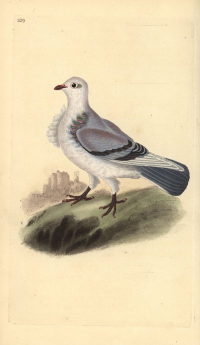 Pigeon turbit, Columba livia domestica var. turbita. Gravure à la main en cuivre dessinée et gravée par Edward Donovan de son propre « Histoire naturelle des oiseaux britanniques », Londres - Edward Donovan