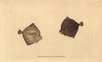 Turbot, Scophthalmus maximus - Edward Donovan