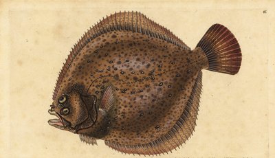 Turbot, Scophthalmus maximus (Pleuronectes maximus). Gravure à la main en cuivre dessinée et gravée par Edward Donovan de son Histoire naturelle des poissons britanniques, Donovan et F.C. et J. Rivington, Londres - Edward Donovan