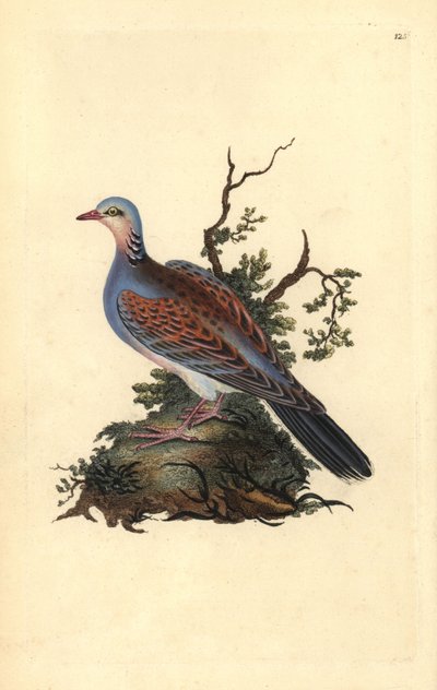 Tourterelle des bois, Streptopelia turtur. Gravure à la main en cuivre dessinée et gravée par Edward Donovan de son propre Histoire naturelle des oiseaux britanniques (1794-1819). Edward Donovan (1768-1837) était un zoologiste amateur anglo-irlandais, écri - Edward Donovan
