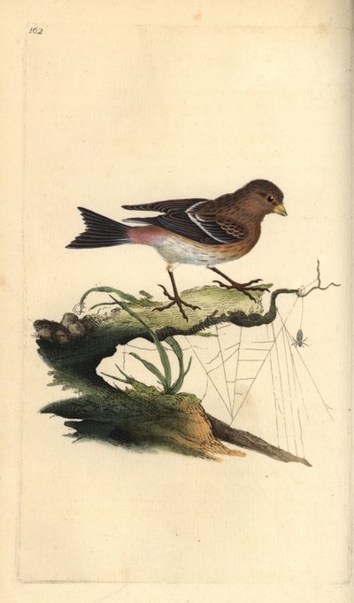 Linotte à bec jaune, Carduelis flavirostris - Edward Donovan