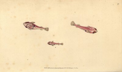 Poisson-ventouse à deux taches, Diplecogaster bimaculata bimaculata. Gravure à la main en cuivre dessinée et gravée par Edward Donovan de son Histoire naturelle des poissons britanniques, Donovan et F.C. et J. Rivington, Londres - Edward Donovan