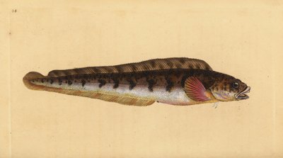Lompe commune, Zoarces viviparus - Edward Donovan