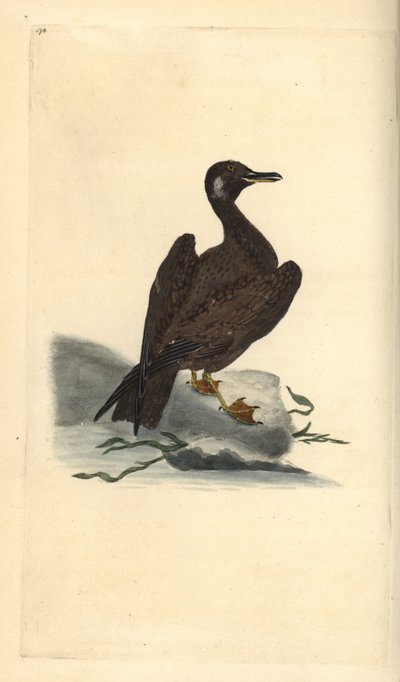 Goéland marin, jeune du grand goéland marin, Larus marinus. Gravure à la main en cuivre dessinée et gravée par Edward Donovan de son propre Histoire naturelle des oiseaux britanniques, Londres - Edward Donovan