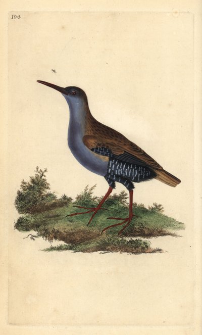 Râle d