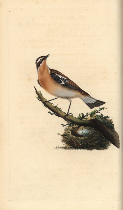 Tarier des prés, Saxicola rubetra. Gravure à la main en cuivre dessinée et gravée par Edward Donovan de son propre "Histoire naturelle des oiseaux britanniques," Londres - Edward Donovan