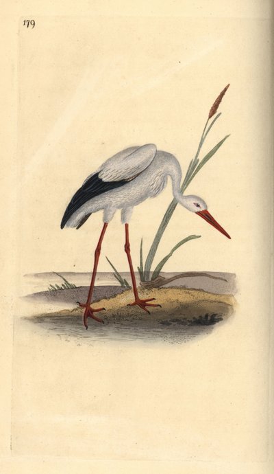 Cigogne blanche, Ciconia ciconia - Edward Donovan