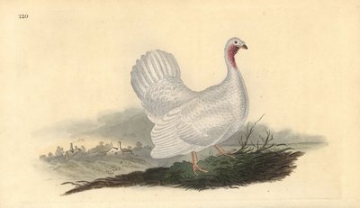 Dindon blanc, Melagris gallopavo (variante) - Edward Donovan