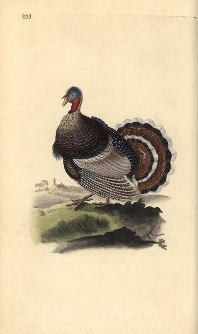 Dindon sauvage, Meleagris gallopavo - Edward Donovan
