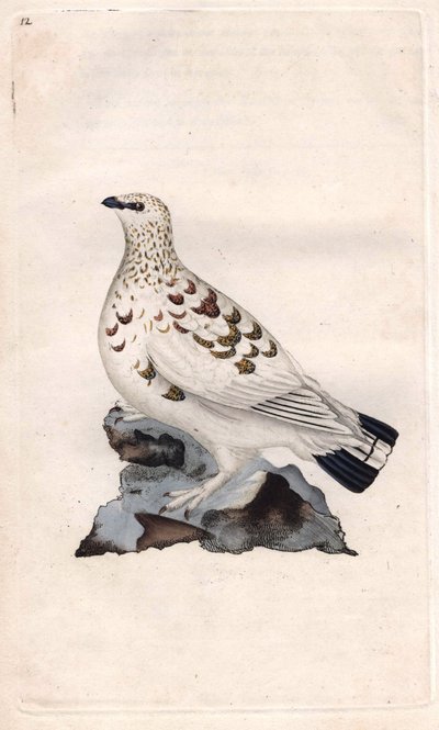 Lagopède des saules. Lagopus lagopus. Gravure sur cuivre par Edward Donovan, publiée dans Histoire naturelle des oiseaux britanniques, Londres - Edward Donovan