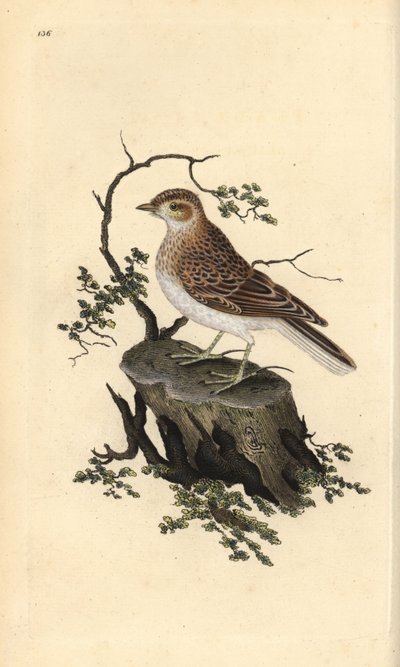 Alouette lulu, Lullula arborea - Edward Donovan