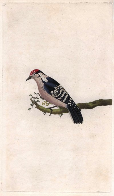 Pic épeichette. Dendrocopos minor. Gravure sur cuivre par Edward Donovan, publiée dans Histoire naturelle des oiseaux britanniques, Londres - Edward Donovan