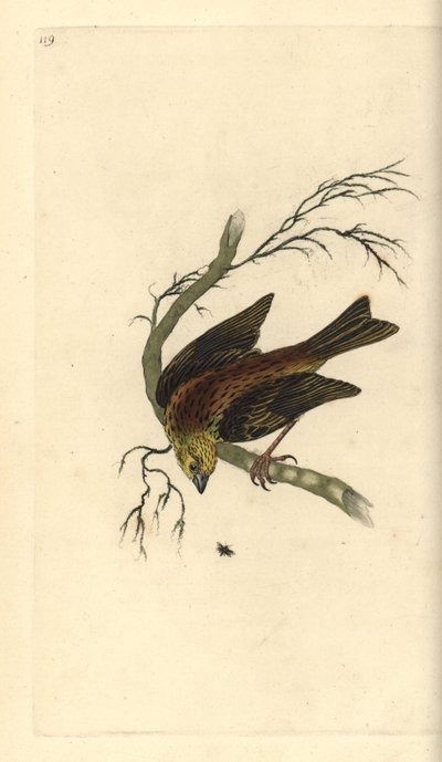Bruant jaune, Emberiza citrinella - Edward Donovan
