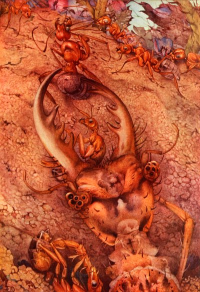 La Fourmi-lion, 1914 - Edward Julius Detmold