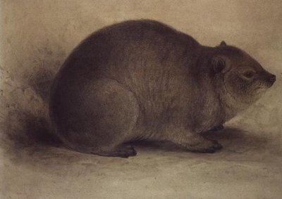 Un daman des rochers - Edward Lear