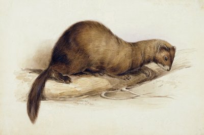Une Belette - Edward Lear